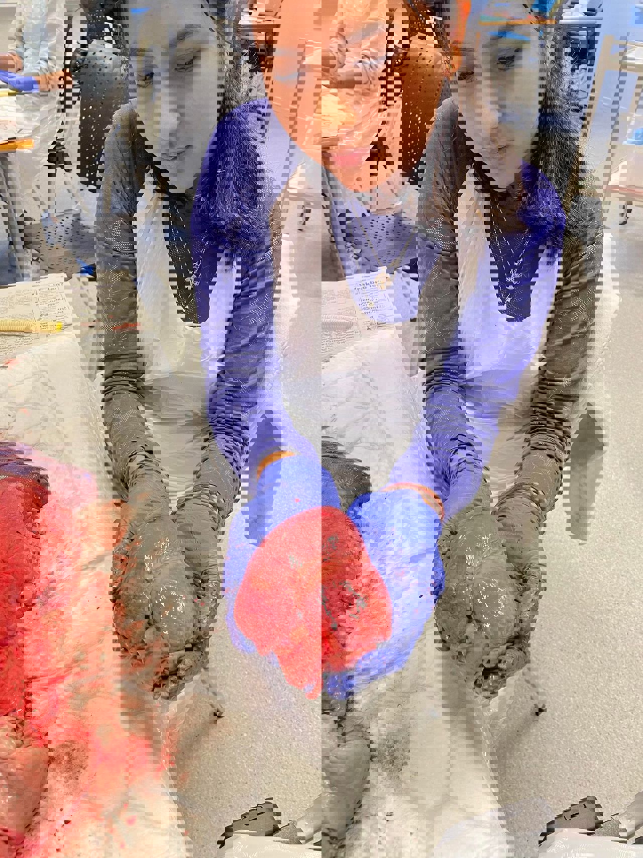 Elevar som dissekerar ein gris